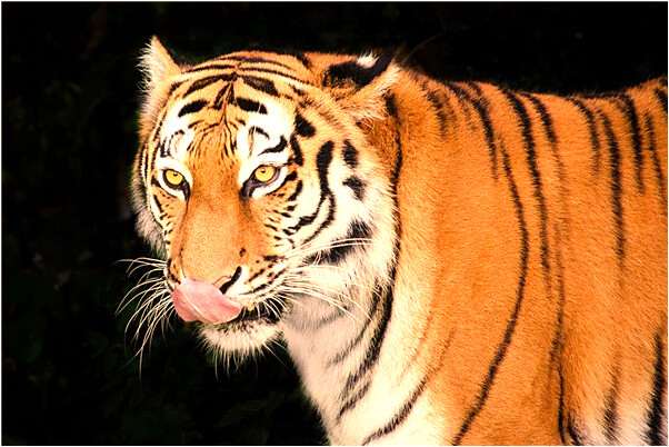 夢到三頭貓咬我是什麼徵兆_周公解夢官網