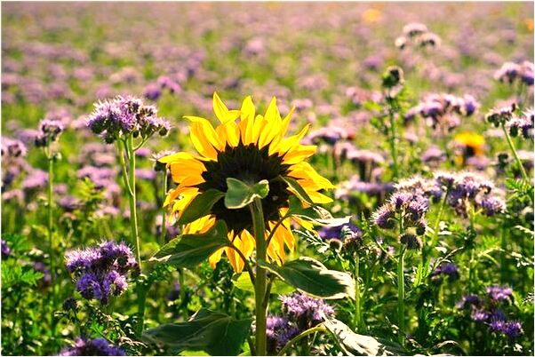 夢到和自己不喜歡的人相親會怎么樣_周公解夢官網