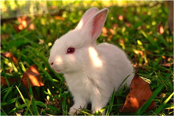 夢見媽媽變數有什麼意義嗎_周公解夢官網