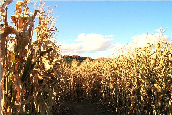 夢到雷雨閃電後出太陽會是什麼預兆_周公解夢官網