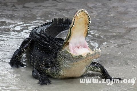 Dream of alligator
