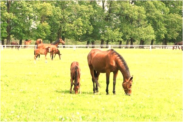 夢到和嬸大吵有什麼寓意嗎？_周公解夢官網