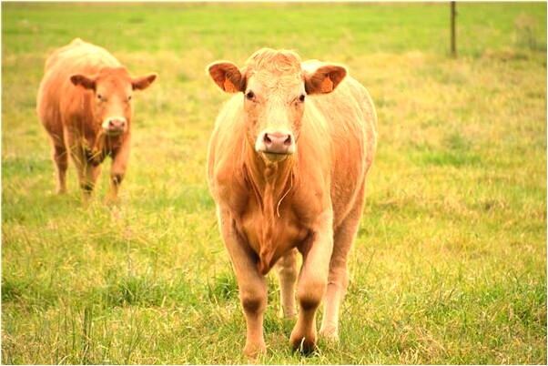 夢到魚不熟是什麼兆頭_周公解夢官網