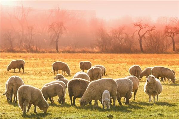 1979年屬羊的哪個時辰最好_十二生肖