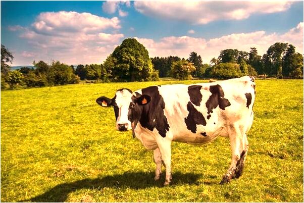 夢到了在別人家要褲子穿意味著什麼_周公解夢官網