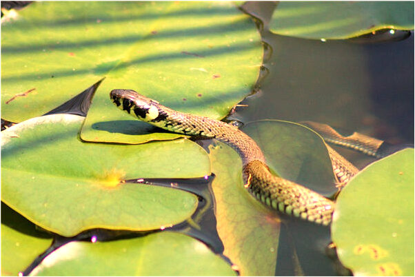 夢到了大伯家床鋪會是什麼預兆_周公解夢官網