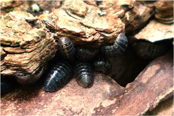 夢見身上有類似梅花的形狀有什麼預示嗎_周公解夢官網