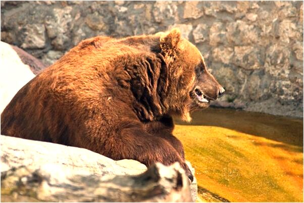 夢見螞蟻在手上駐窩是好的徵兆嗎_周公解夢官網