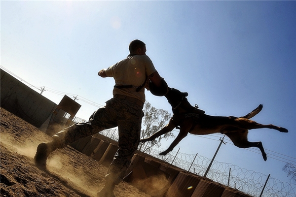 夢到胳膊被咬代表什麼_周公解夢
