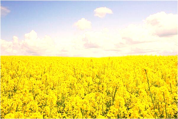 夢見洗兩條內褲是什麼意思？_周公解夢官網