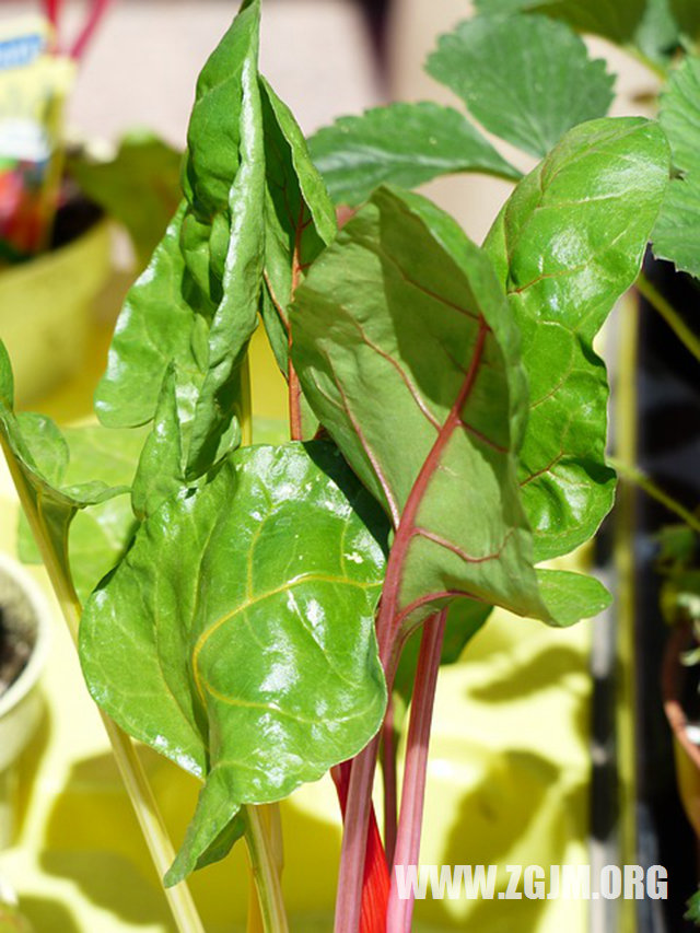 夢見丹頂鶴_周公解夢夢到丹頂鶴是什麼意思_做夢夢見丹頂鶴好不好_周公解夢官網