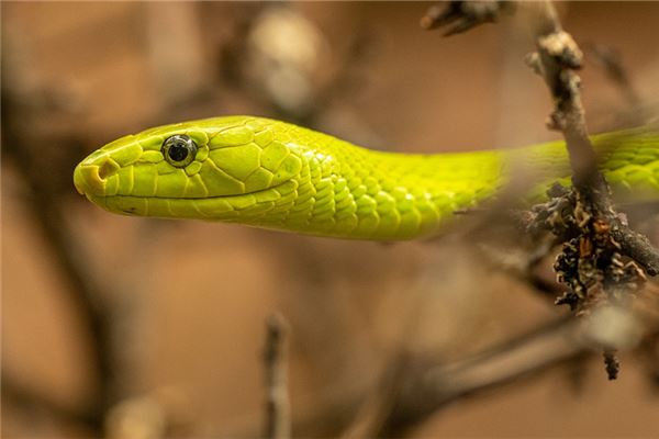 夢到大蟒蛇吃人_周公解夢