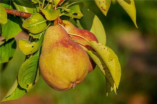 夢到吃梨是什麼意思周公解夢_周公解夢