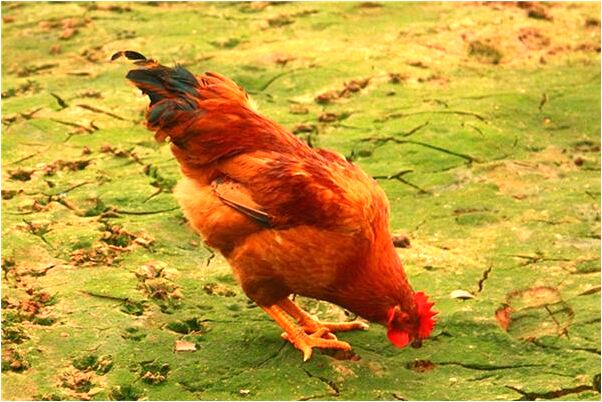 夢見與兩個歹徒打架有什麼預示嗎_周公解夢官網