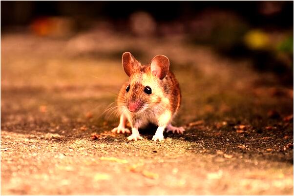 夢到打雞妖怪是什麼預兆_周公解夢官網