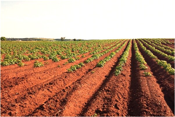 夢見老家變樣了是好的徵兆嗎_周公解夢官網