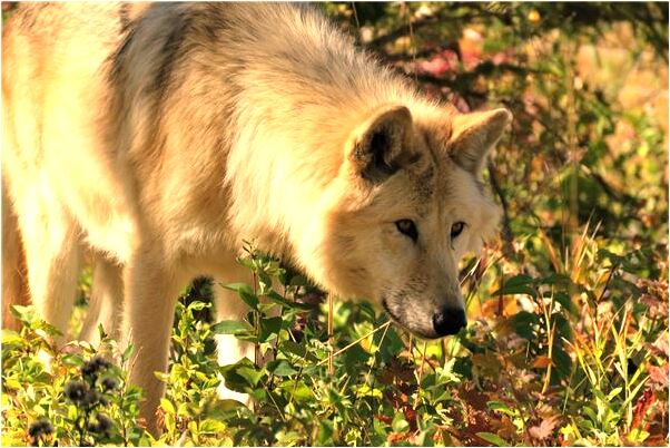 夢到月亮和太陽走得很快是啥意思_周公解夢官網