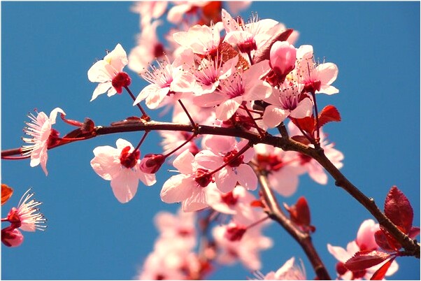 夢到了水裡有死豬有什麼意思嗎_周公解夢官網