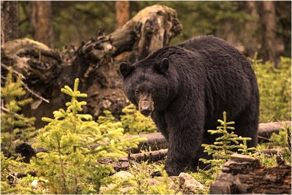 夢到響尾蛇檔住去路意味著什麼_周公解夢官網