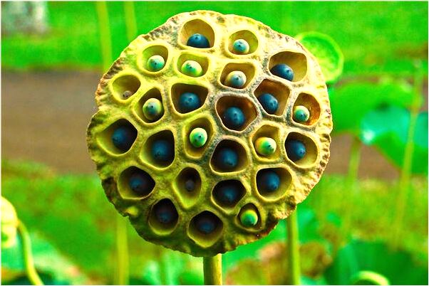 夢到了披麻戴孝埋死人有什麼寓意嗎？_周公解夢官網