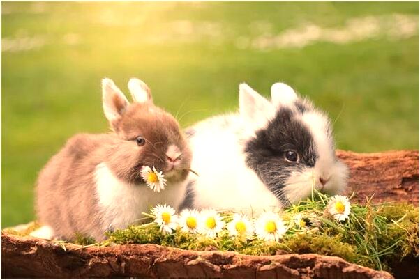 夢見路被稻草堵住代表著什麼？_周公解夢官網