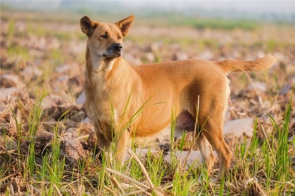 夢見打死一隻黃狗意味什麼_周公解夢