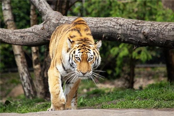 9月出生屬虎的人桃花運如何_十二生肖