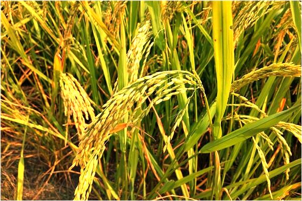 夢見爸爸被殺好多血是咋回事_周公解夢官網