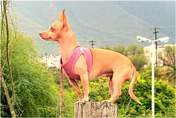 夢見親吻時嘴乾吃女朋友唾液預示什麼_周公解夢官網