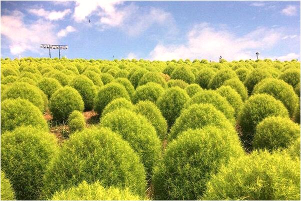 夢見被人拿刀架脖子上了預示了什麼_周公解夢官網