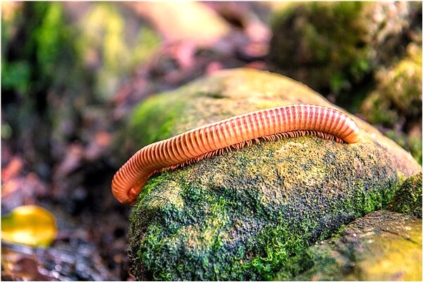 夢到吃心時有金色的東西什麼預兆_周公解夢官網