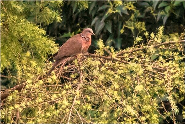夢到了門前有血是什麼徵兆_周公解夢官網