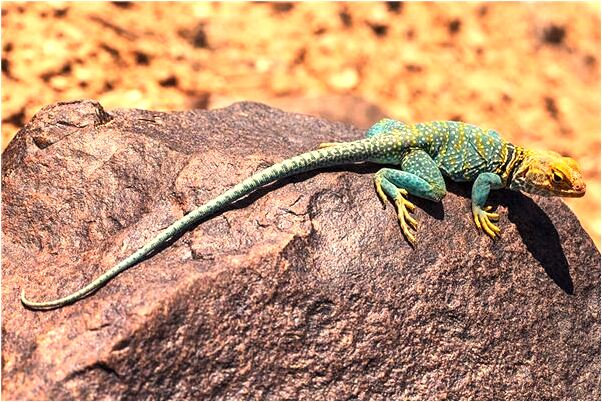 夢到了弟弟和別人打架代表著什麼？_周公解夢官網