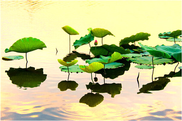 夢到自己生一對雙胞胎是好的徵兆嗎_周公解夢官網