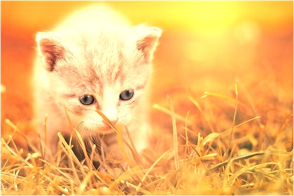 夢見懷孕進工廠打工怎么樣_周公解夢官網