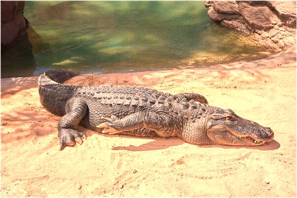 夢見神明牌位消失有什麼說法_周公解夢官網