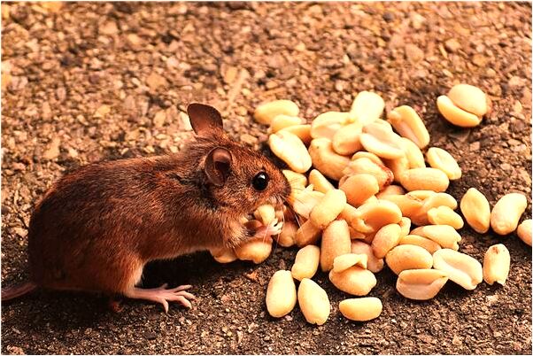 夢到走夜路有光什麼寓意_周公解夢官網