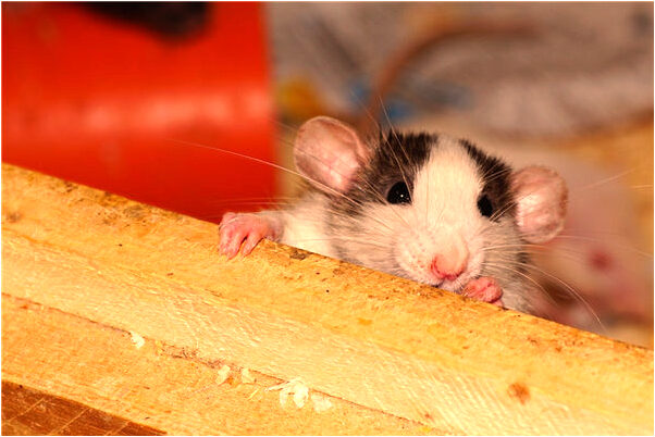 夢見布置婚禮有什麼寓意嗎？_周公解夢官網