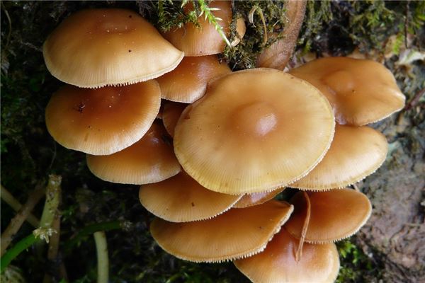 夢到了金針預示什麼_周公解夢