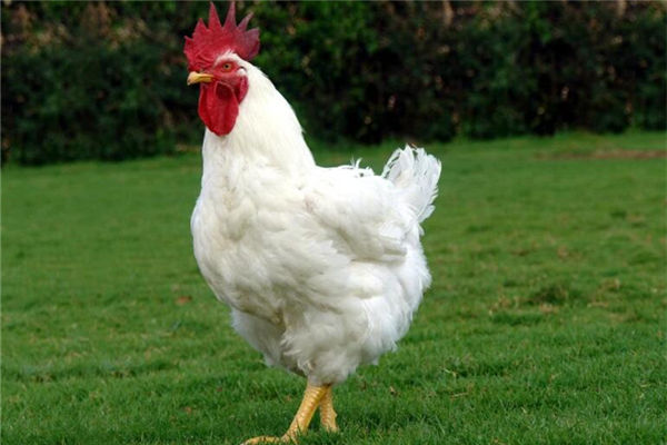 1981年是屬什麼屬相_十二生肖