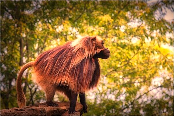 夢到了撿個鐘是什麼預兆?_周公解夢官網