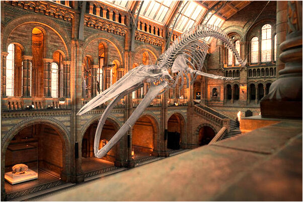 夢見買下豬肉拔毛拔出蟲子什麼寓意_周公解夢官網