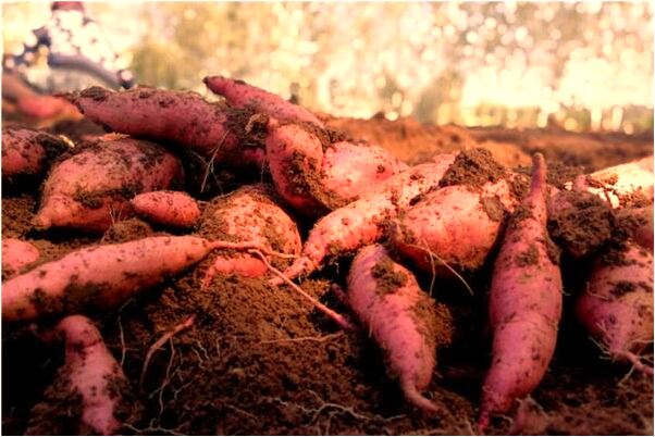 夢到鳥餵食有什麼寓意嗎_周公解夢官網