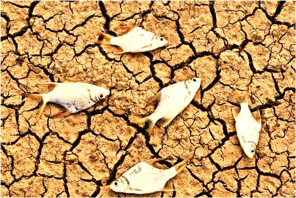 夢到了夢幾壁虎會有什麼預兆_周公解夢官網