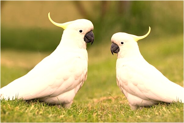 夢到了吃別人送的西瓜會是什麼預兆_周公解夢官網