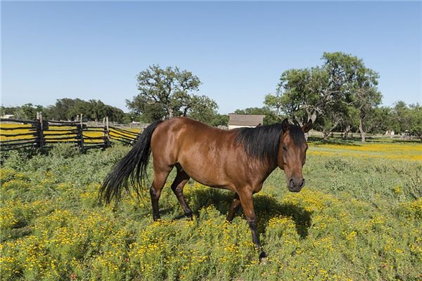 1990年屬馬人2021年運勢及命運 32歲生肖馬在牛年每月運程如何_十二生肖