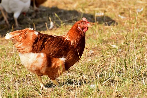 幾點出生屬雞的人最不好呢_十二生肖