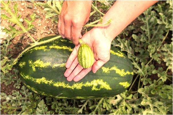 夢到屎在自己頭上是什麼預兆？_周公解夢官網