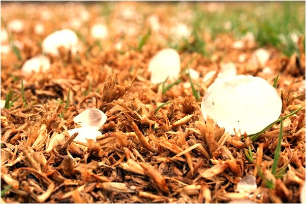 夢到了我淋菜摘菜是凶兆還是吉兆_周公解夢官網