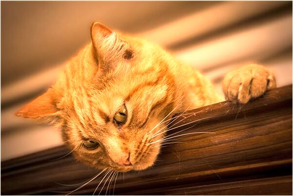 夢到房子裡長了兩棵樹是什麼預兆_周公解夢官網